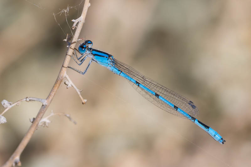 Familiar Bluet